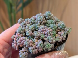 多肉狩り情報なら 多肉植物総合情報サイトのタニクランドリエルで