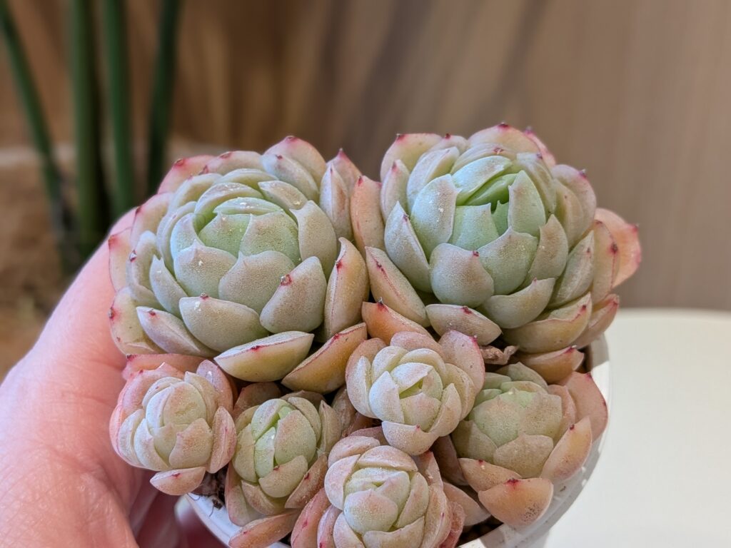 多肉植物エケベリア属 クリームベリー