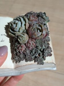 多肉植物総合情報サイト タニクランドリエル