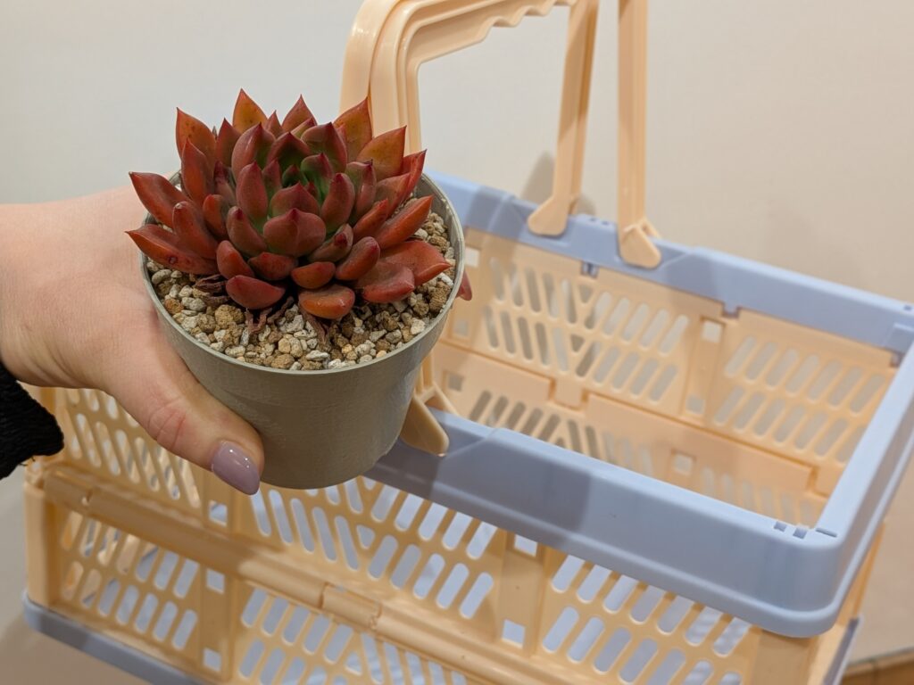 多肉狩りへ行こう
多肉植物総合情報サイト
タニクランドリエル