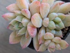 多肉植物の魅力を伝えたいタニクランドリエル