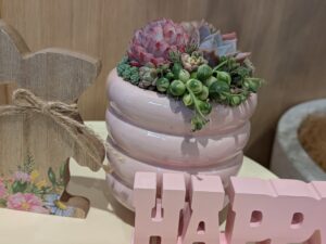 多肉植物の総合情報サイト タニクランドリエル