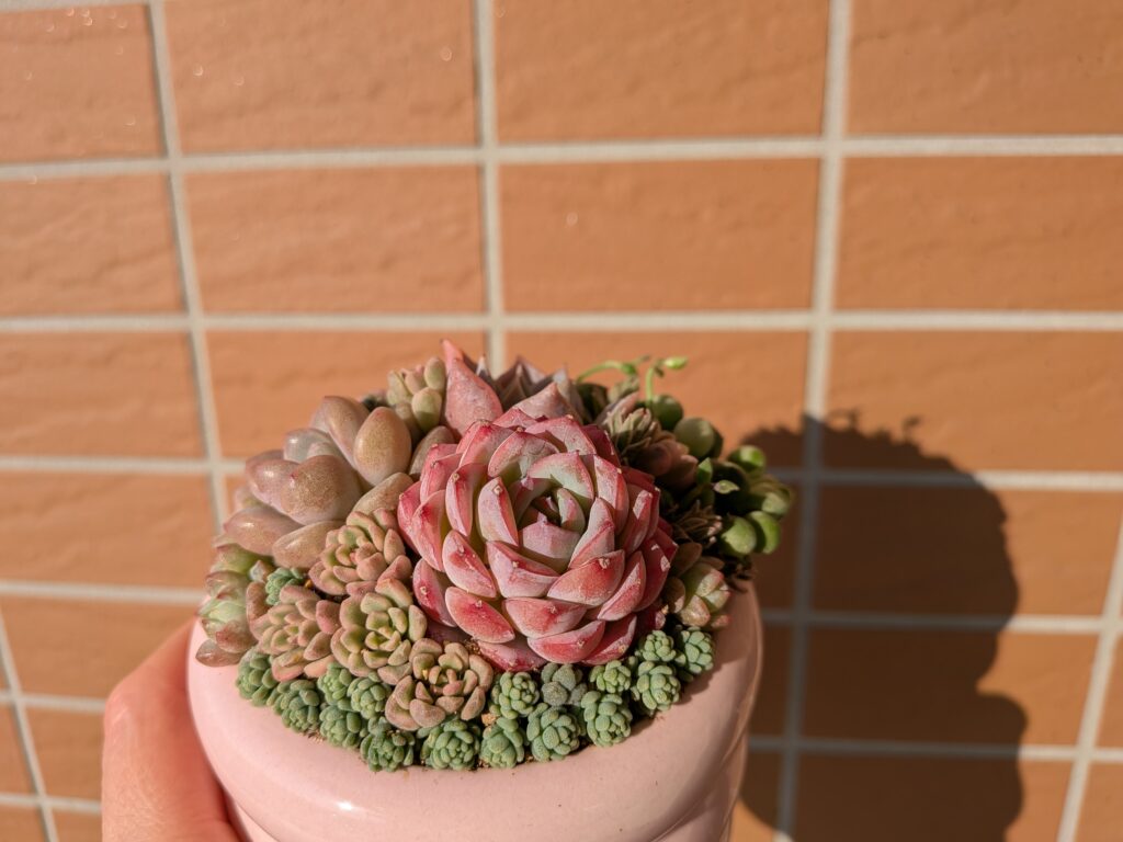多肉植物の魅力を伝えたいタニクランドリエル 寄せ植え