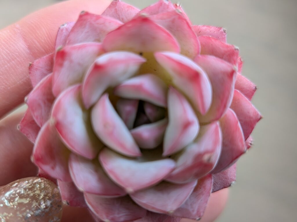 多肉植物イベントのおすすめ情報
タニクランドリエル