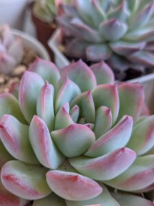 多肉測物総合情報サイトのタニクランドリエル