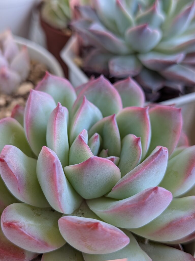 多肉測物総合情報サイトのタニクランドリエル