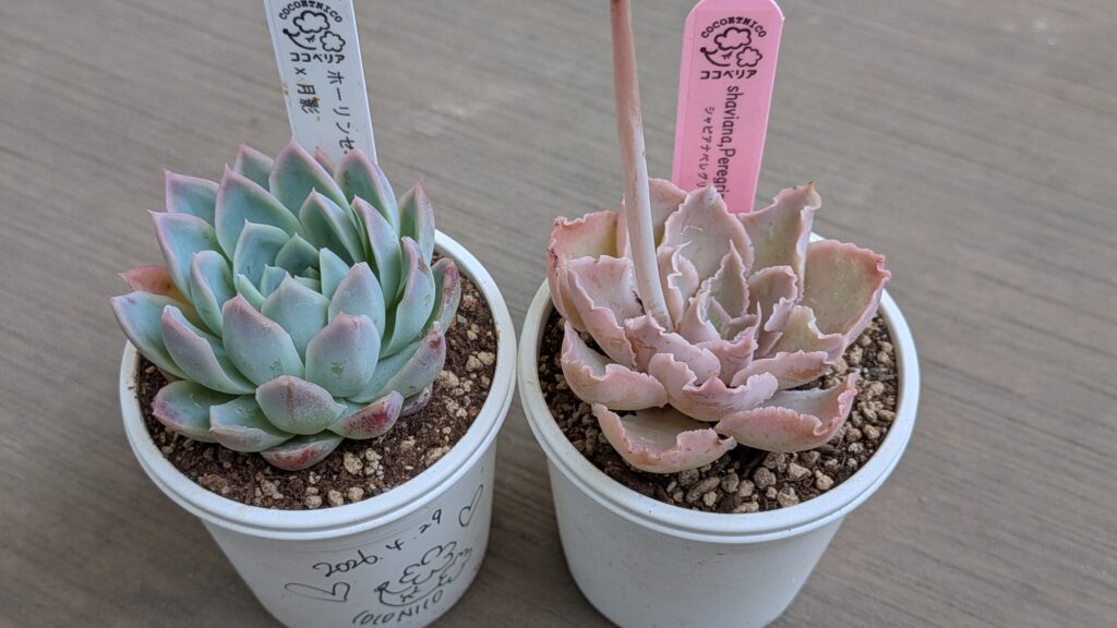 第8回花友フェスタ
(左)ココベリア ホーリンゼ×月影
(右)ココベリア シャビアナペレグリナ