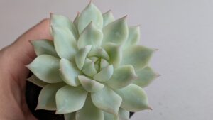 多肉植物とは 多肉植物の魅力を伝えたいタニクランドリエル