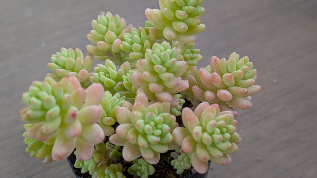 多肉植物の魅力を伝えたいタニクランドリエル