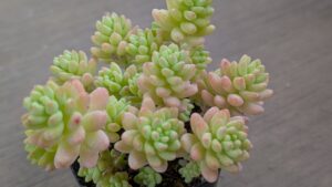 多肉植物の魅力を伝えたいタニクランドリエル