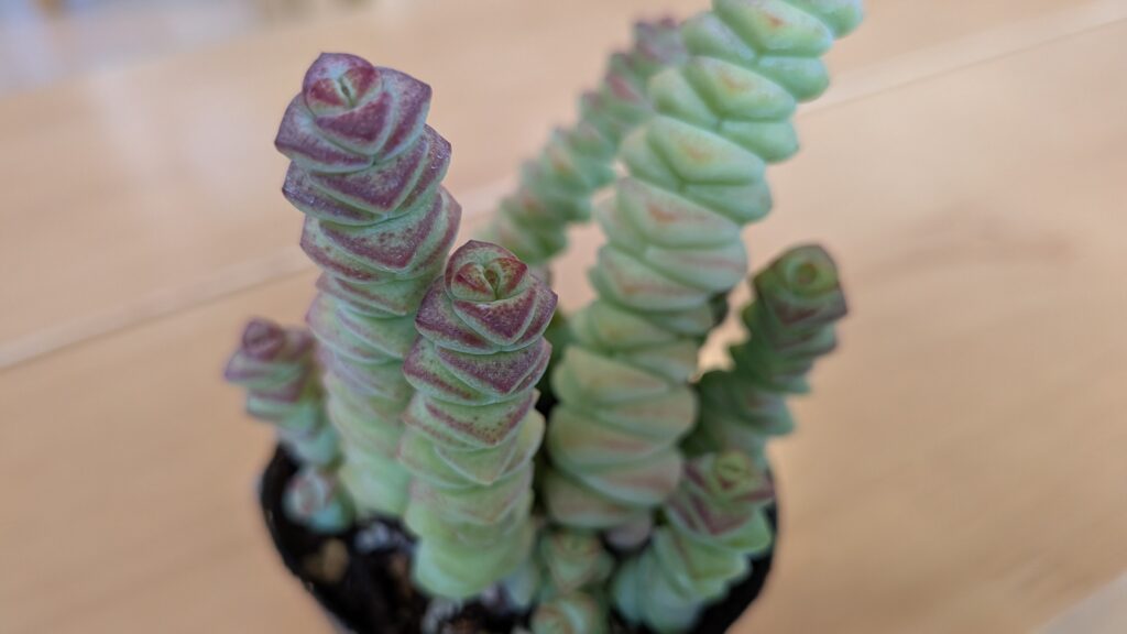 クラッスラ属 舞乙女
多肉植物の魅力を伝えたいタニクランドリエル