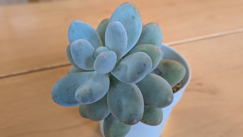 パキフィツム属 星美人
多肉植物の魅力を伝えたいタニクランドリエル