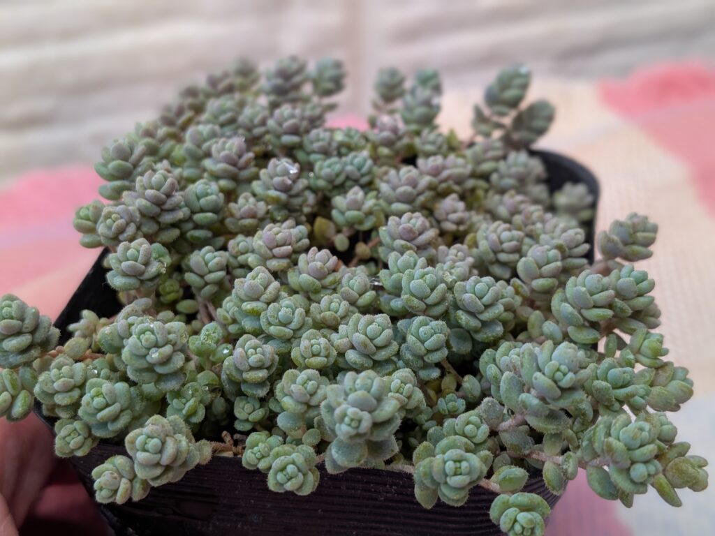 多肉植物の魅力を伝えたい