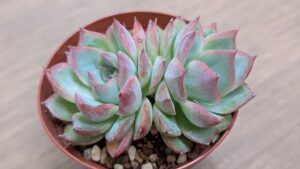多肉植物の魅力を伝えたいタニクランドリエル