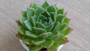 多肉植物総合情報サイト タニクランドリエル