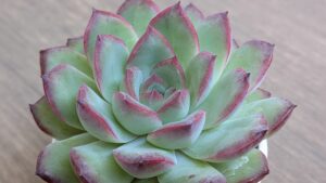 多肉植物の魅力を伝えたいタニクランドリエル