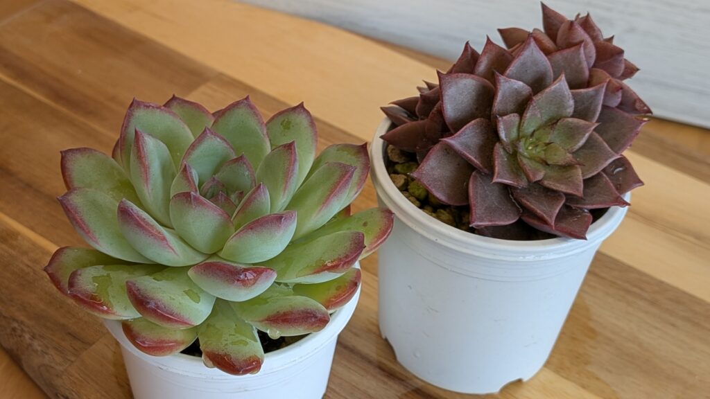 多肉植物の魅力を伝えたいタニクランドリエル