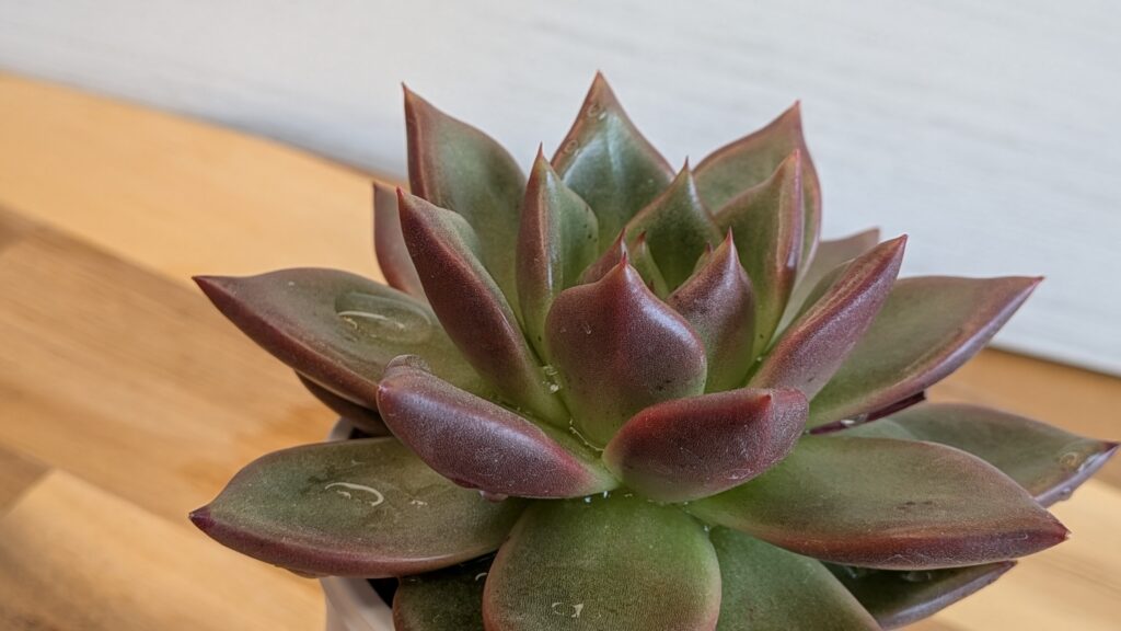 多肉植物の魅力を伝えたいタニクランドリエル