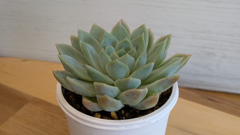 多肉植物の魅力を伝えたいタニクランドリエル