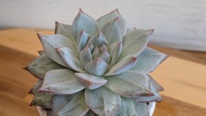 多肉植物の魅力を伝えたいタニクランドリエル